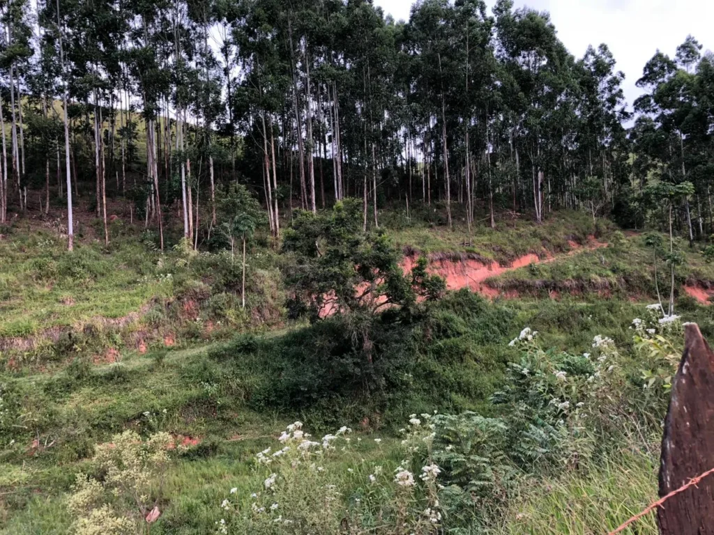 Área de 6 alqueires com eucaliptos, pasto e córrego no Alto Sertão