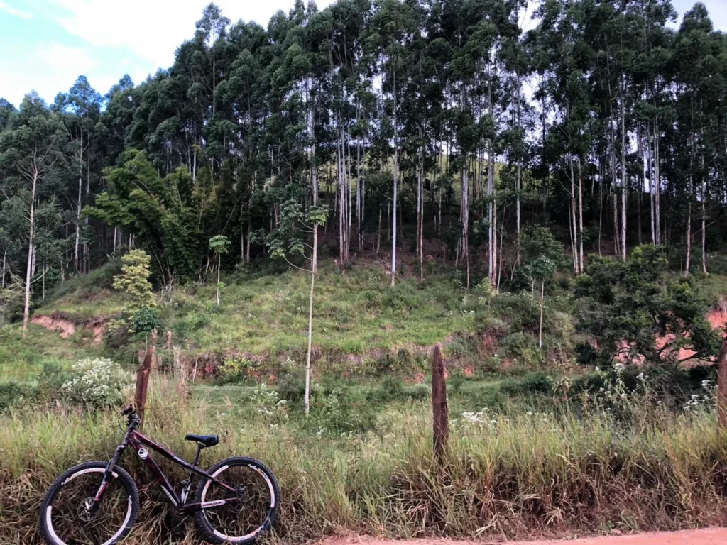 Área de 6 alqueires com eucaliptos, pasto e córrego no Alto Sertão, foto 3