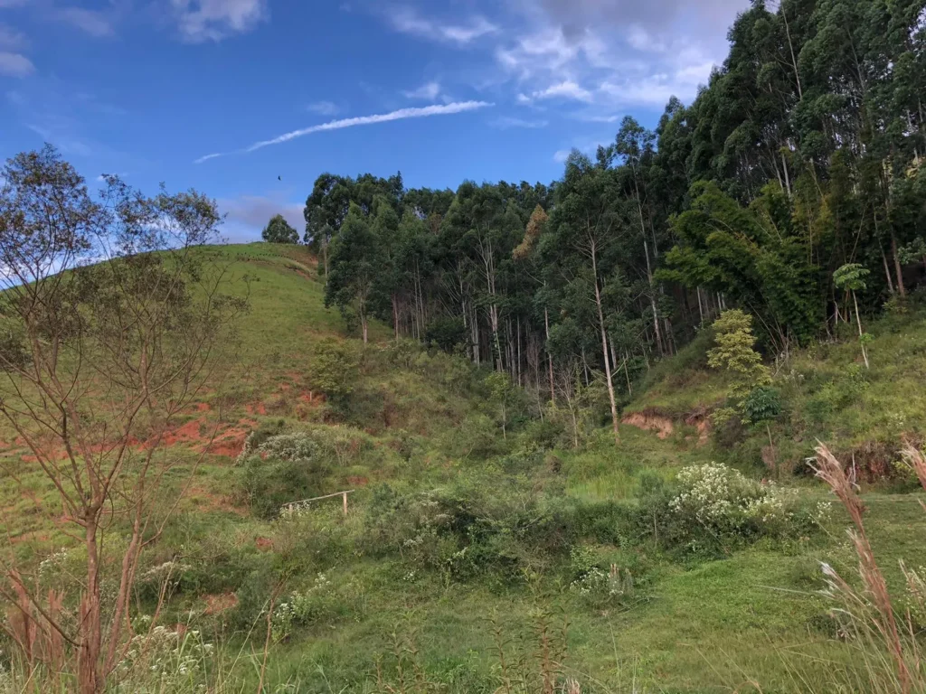 Área de 6 alqueires com eucaliptos, pasto e córrego no Alto Sertão, foto 4