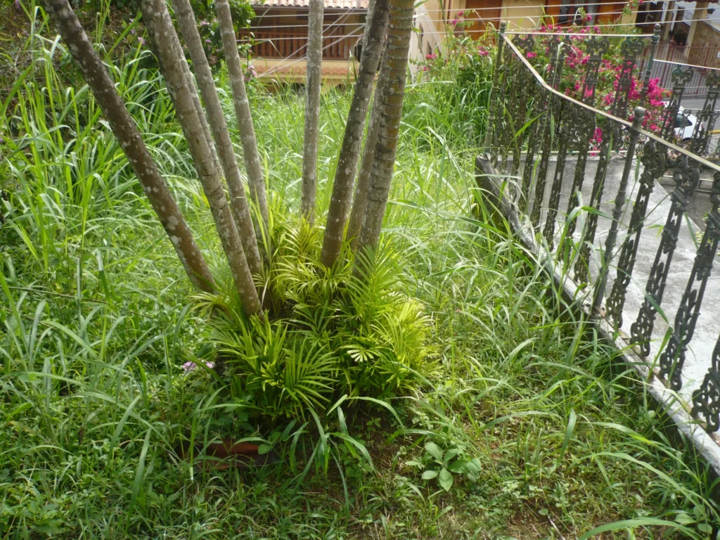 Casa de 2 quartos com terreno de 745 m² no Centro, foto 9