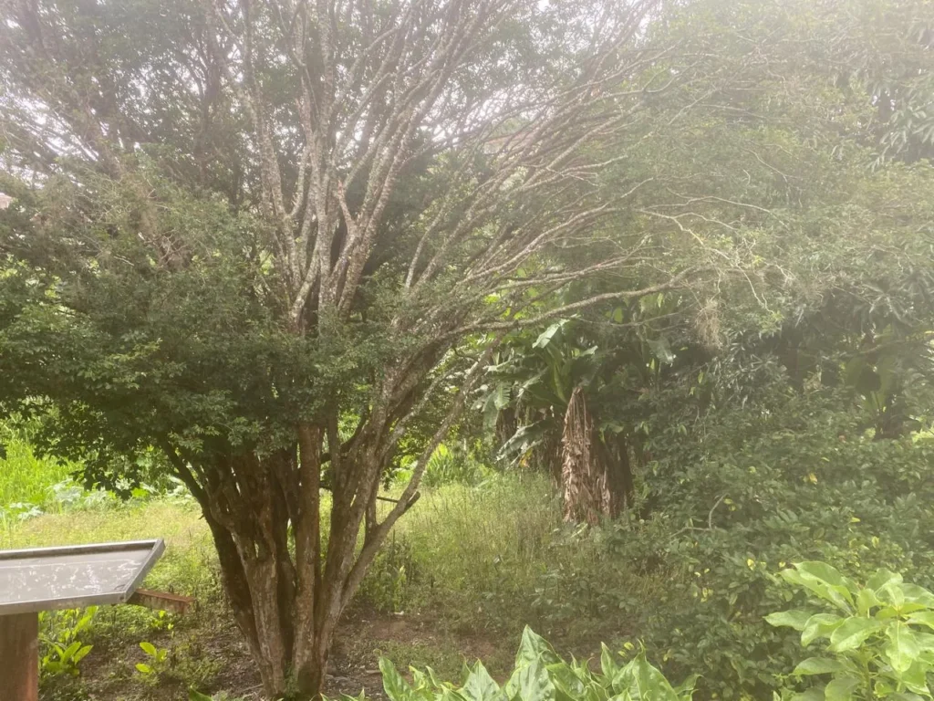 Casa de 3 quartos com casa nos fundos em Duas Barras, foto 17