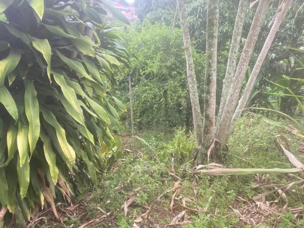 Casa de 3 quartos com casa nos fundos em Duas Barras, foto 19