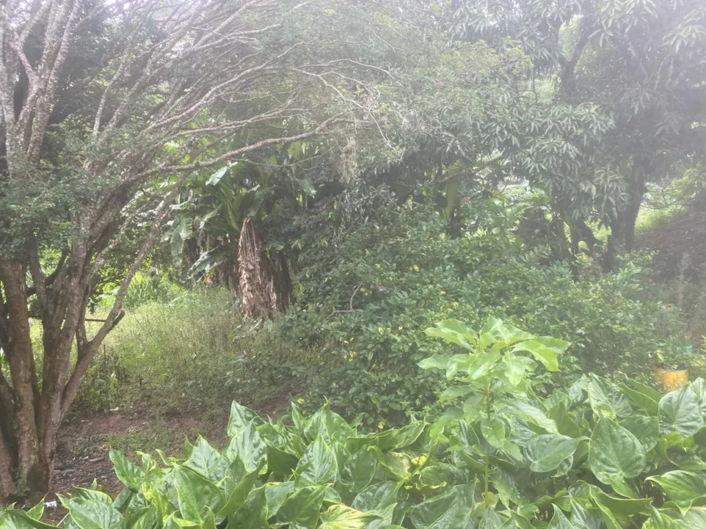 Casa de 3 quartos com casa nos fundos em Duas Barras, foto 2