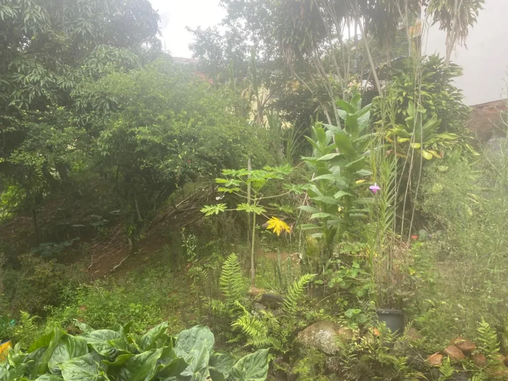 Casa de 3 quartos com casa nos fundos em Duas Barras, foto 25