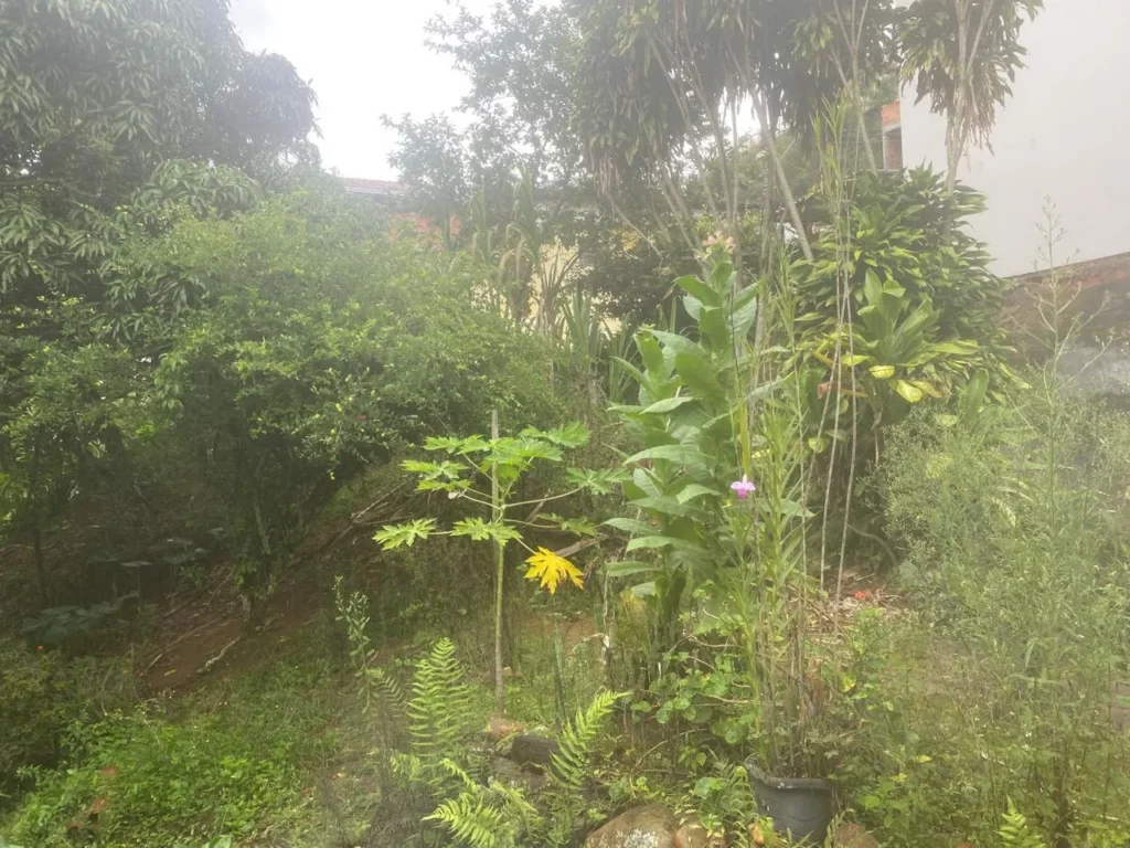 Casa de 3 quartos com casa nos fundos em Duas Barras, foto 7