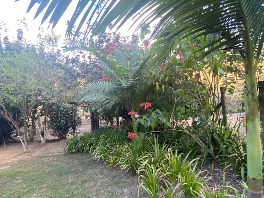 Chácara com casa sede de 400 m², açude e pomar, foto 10