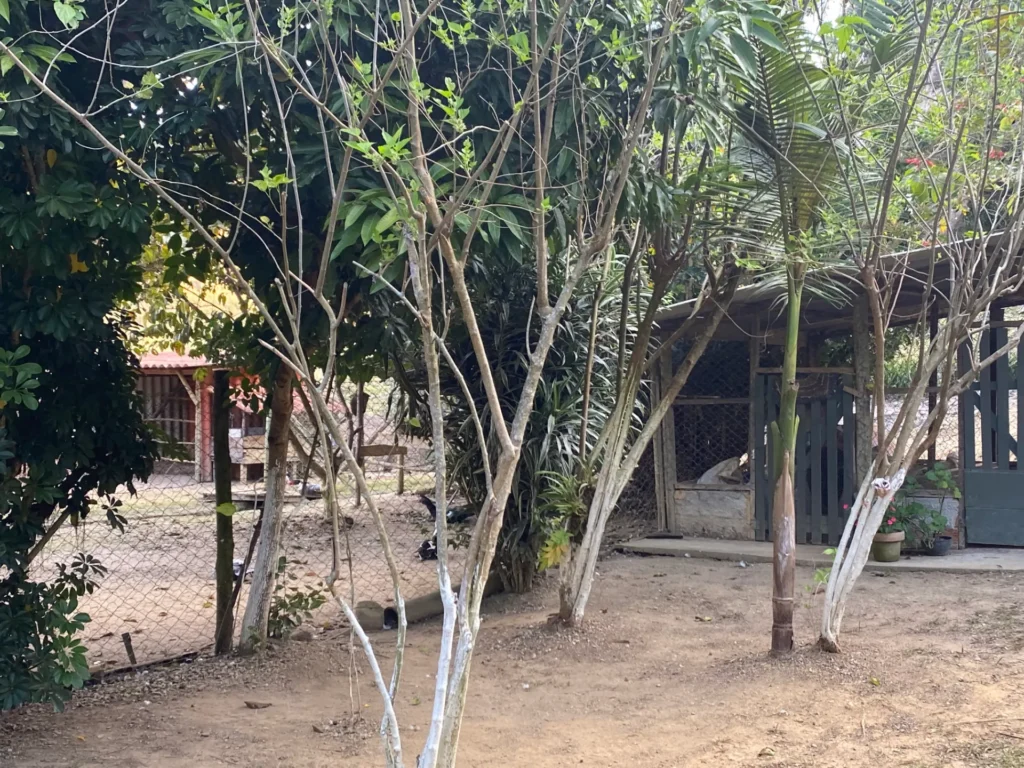 Chácara com casa sede de 400 m², açude e pomar, foto 16