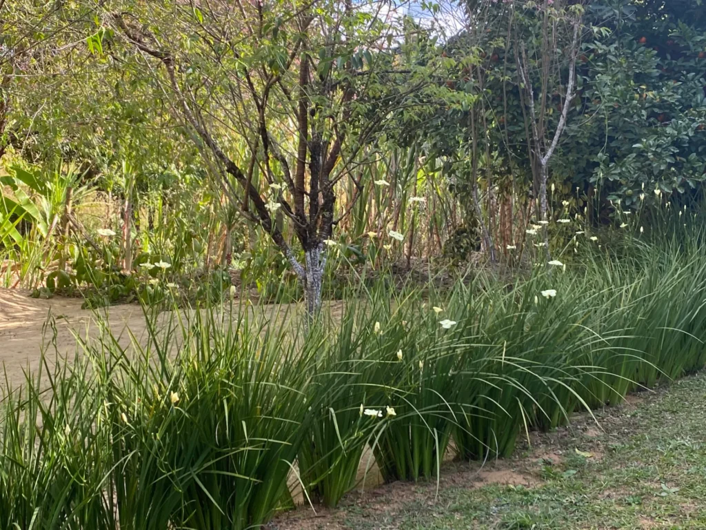 Chácara com casa sede de 400 m², açude e pomar, foto 3
