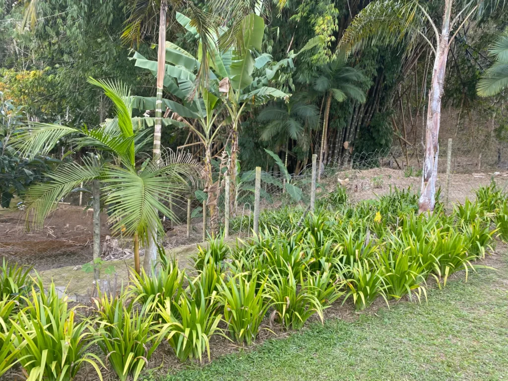Chácara com casa sede de 400 m², açude e pomar, foto 5
