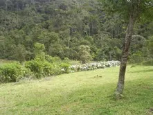Fazenda de 47 alqueires no Alto do Macabu, com rio e 6 nascentes, foto 14