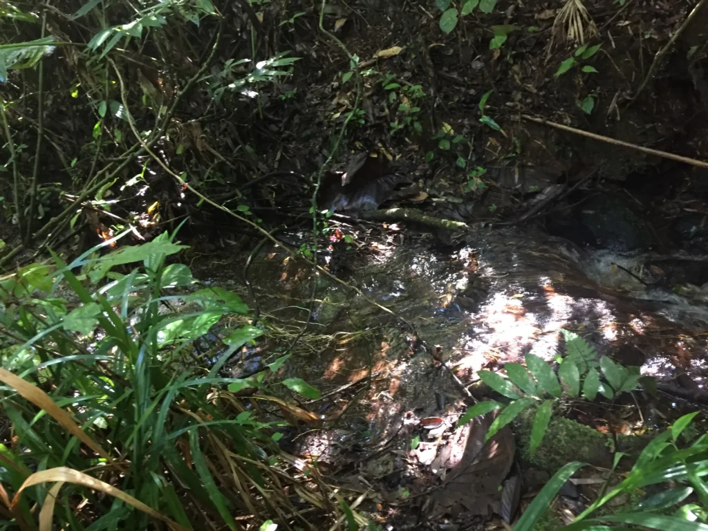 Fazenda de 47 alqueires no Alto do Macabu, com rio e 6 nascentes, foto 4
