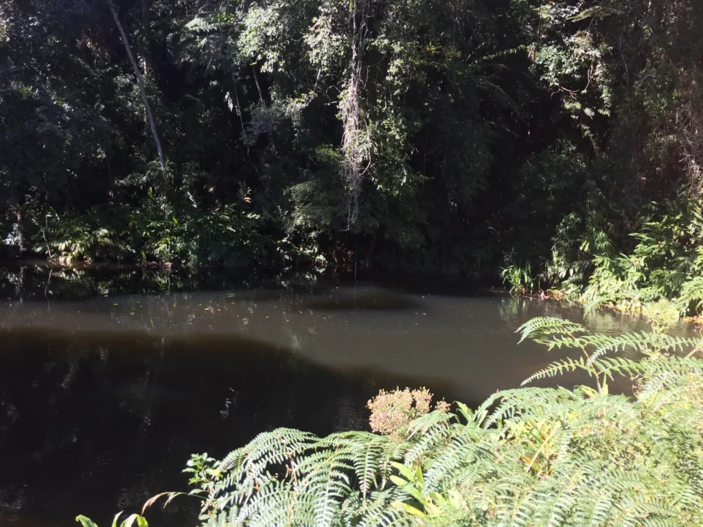 Fazenda de 47 alqueires no Alto do Macabu, com rio e 6 nascentes, foto 6