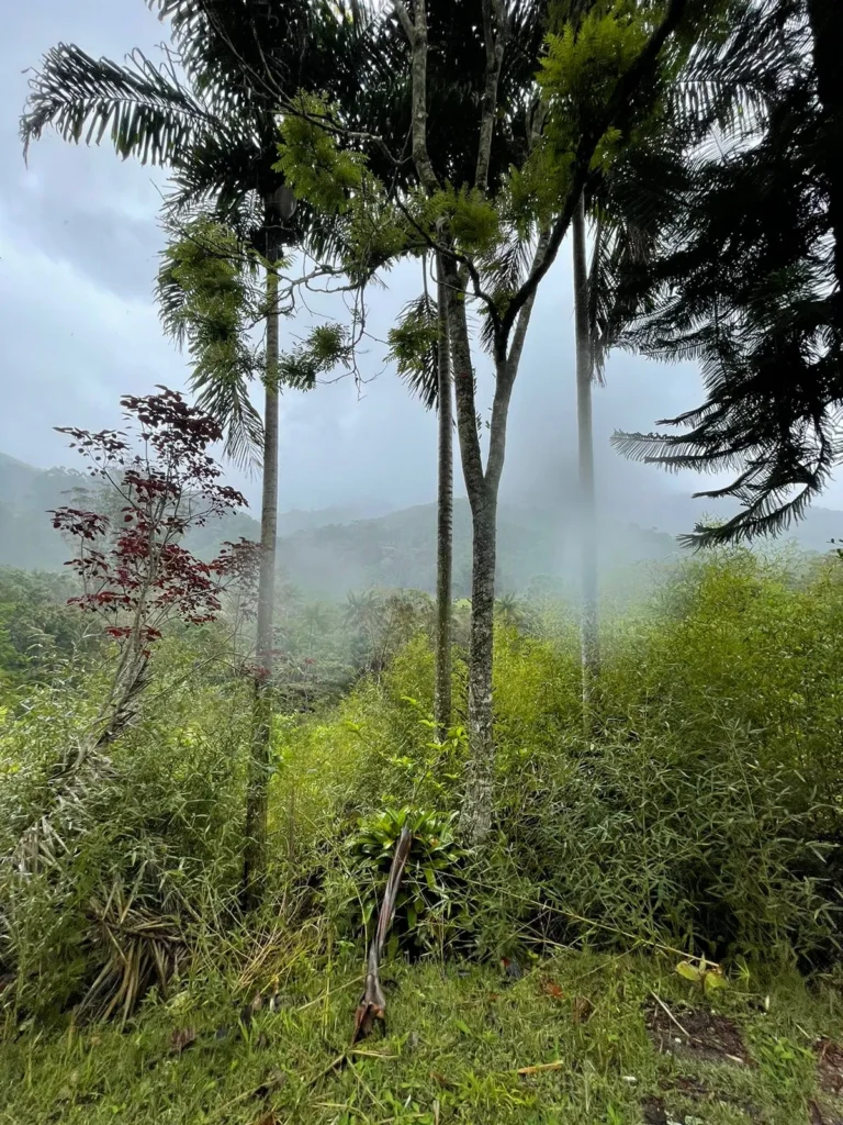 Sítio com rio e pomar em Lumiar, Nova Friburgo, foto 17