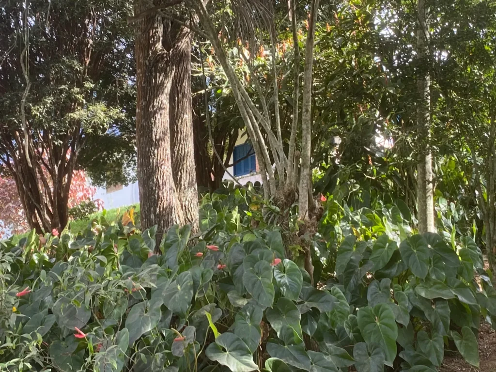 Sítio de 12 hectares com estrutura para pousada, piscina e sauna, foto 14