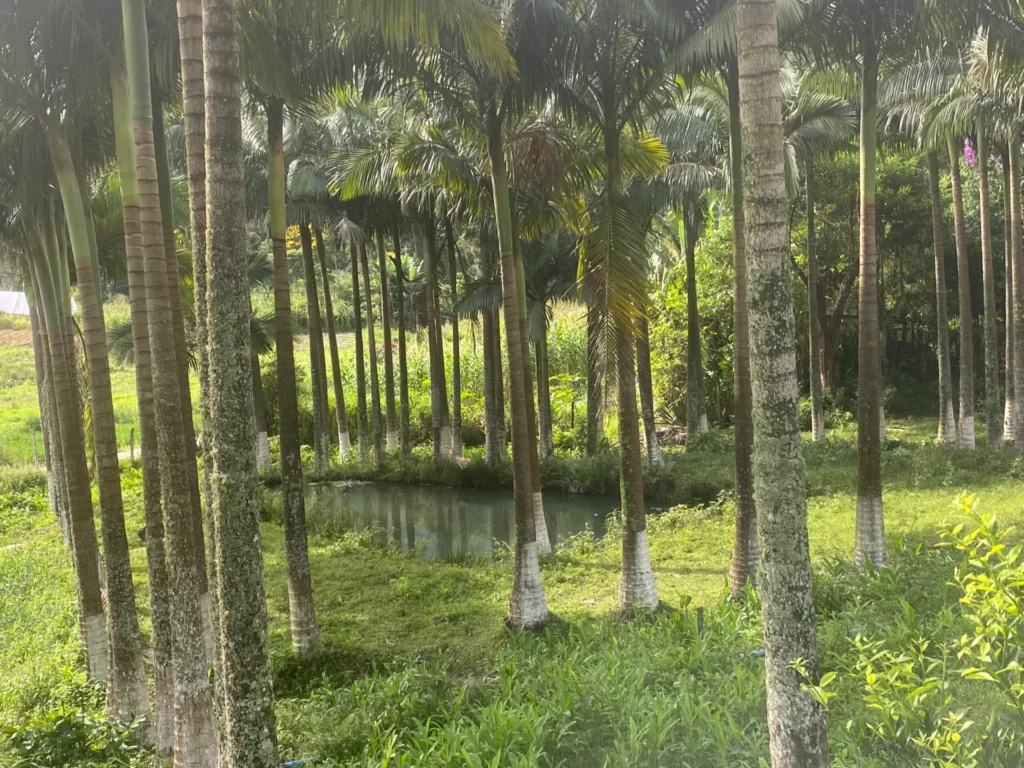Sítio de 136.000 m² com casa sede nova, estufas e nascentes, foto 8