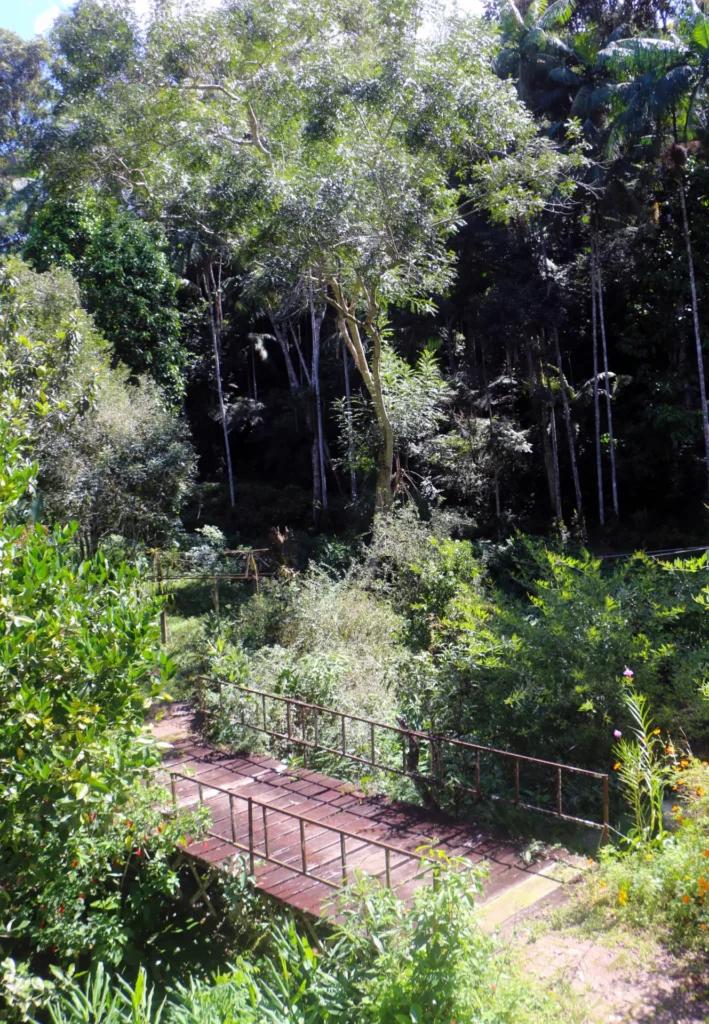 Sítio de 136.000 m² em Duas Barras com mata nativa e nascente, foto 13