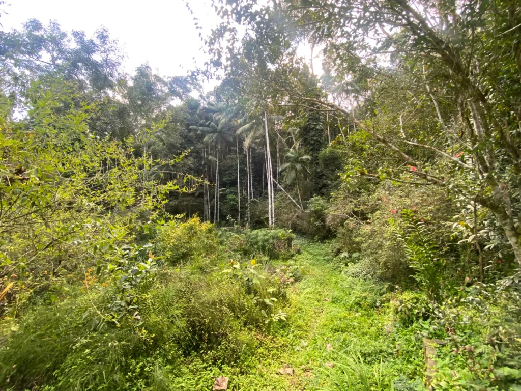 Sítio de 136.000 m² em Duas Barras com mata nativa e nascente, foto 24
