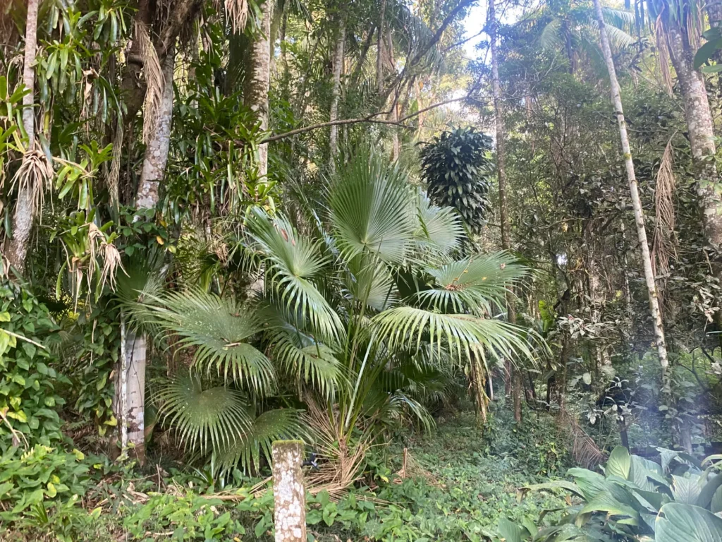 Sítio de 136.000 m² em Duas Barras com mata nativa e nascente, foto 26
