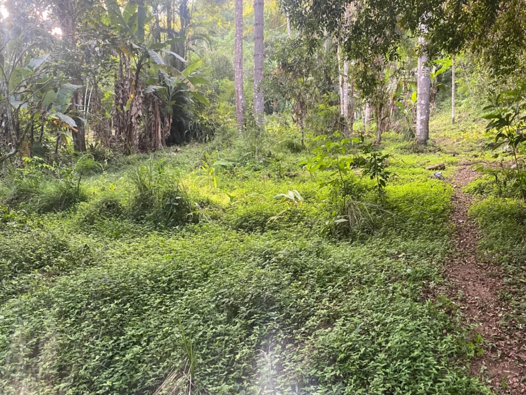 Sítio de 136.000 m² em Duas Barras com mata nativa e nascente, foto 27