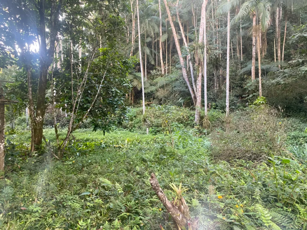 Sítio de 136.000 m² em Duas Barras com mata nativa e nascente, foto 28