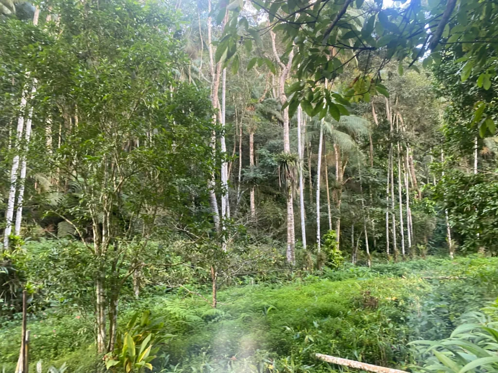 Sítio de 136.000 m² em Duas Barras com mata nativa e nascente, foto 29