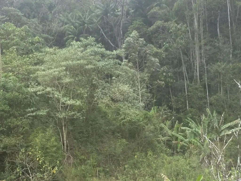 Sítio de 20.000 m² no Ribeirão do Capitão, com lago e nascente, foto 11