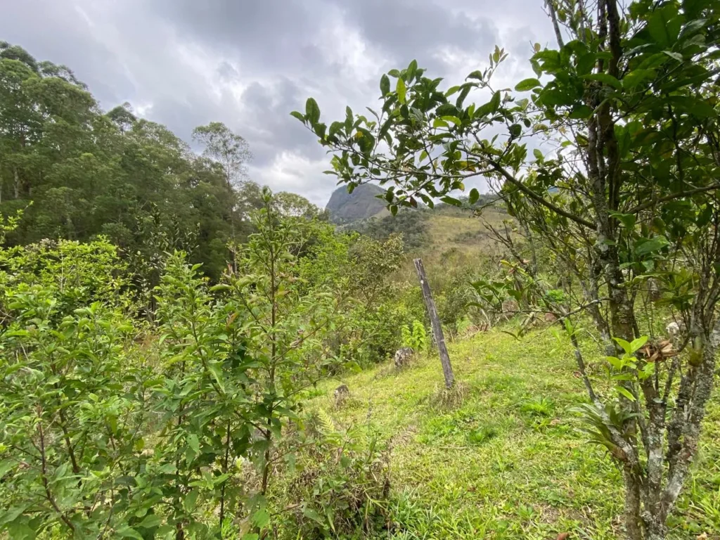Sítio de 20.000 m² no Ribeirão do Capitão, com lago e nascente, foto 13
