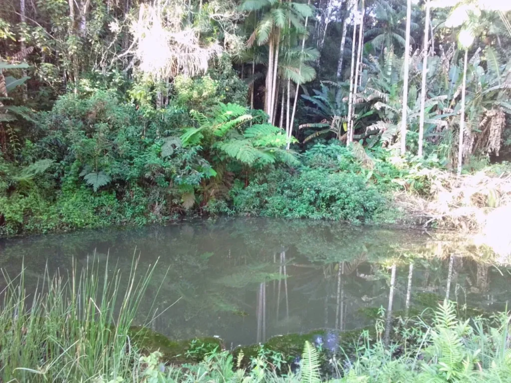 Sítio de 20.000 m² no Ribeirão do Capitão, com lago e nascente, foto 14