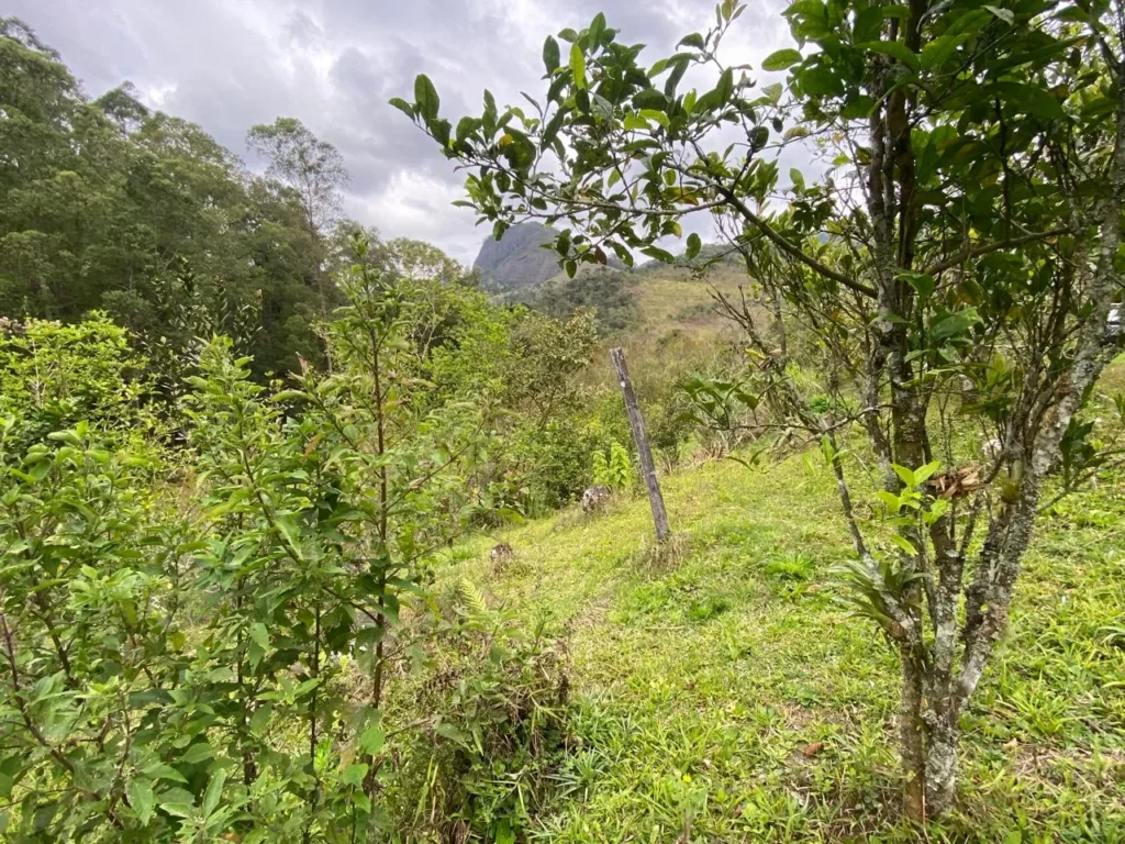 Sítio de 20.000 m² no Ribeirão do Capitão, com lago e nascente, foto 17