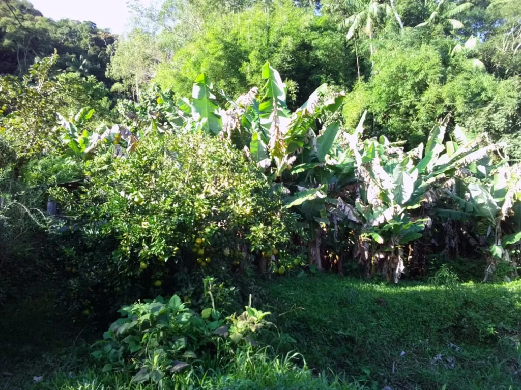 Sítio de 20.000 m² no Ribeirão do Capitão, com lago e nascente, foto 19