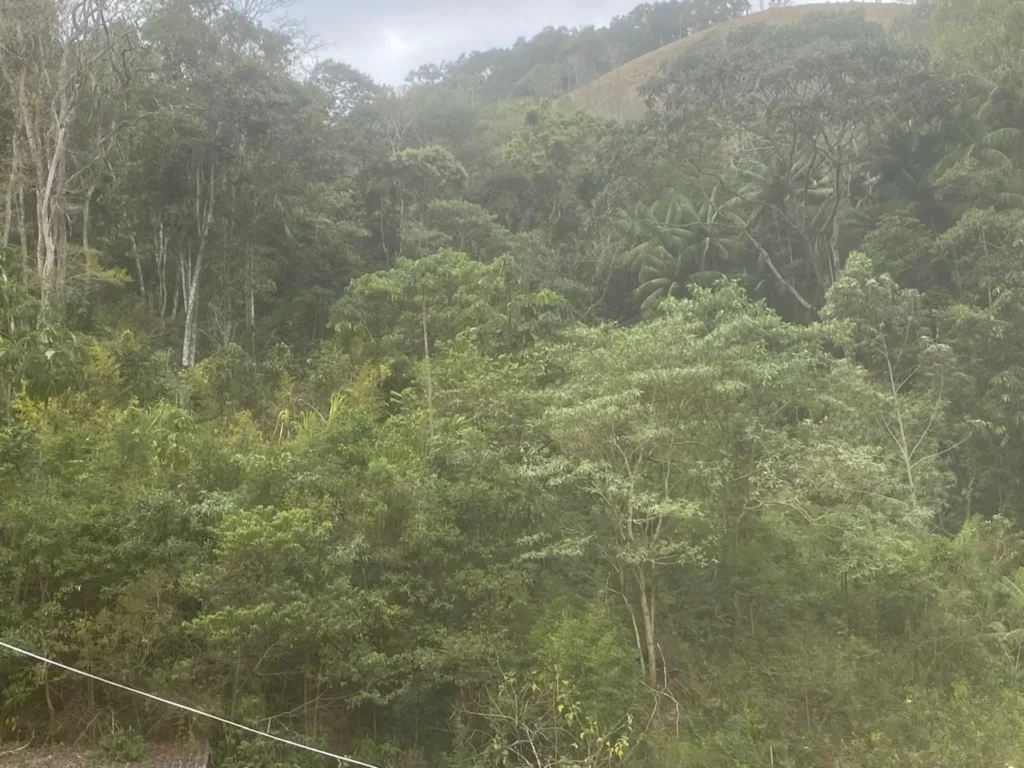 Sítio de 20.000 m² no Ribeirão do Capitão, com lago e nascente, foto 2