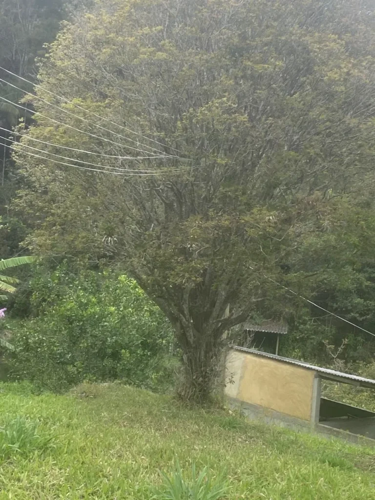 Sítio de 20.000 m² no Ribeirão do Capitão, com lago e nascente, foto 9