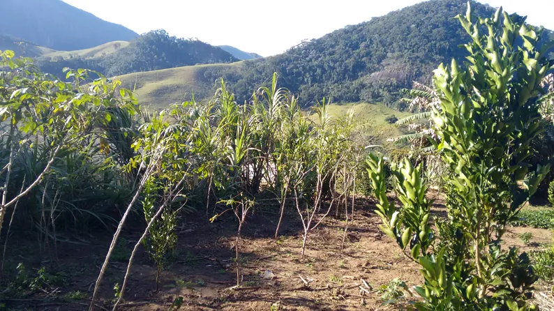 Sítio de 27.000 m² com nascente e calçamento até a entrada, foto 4