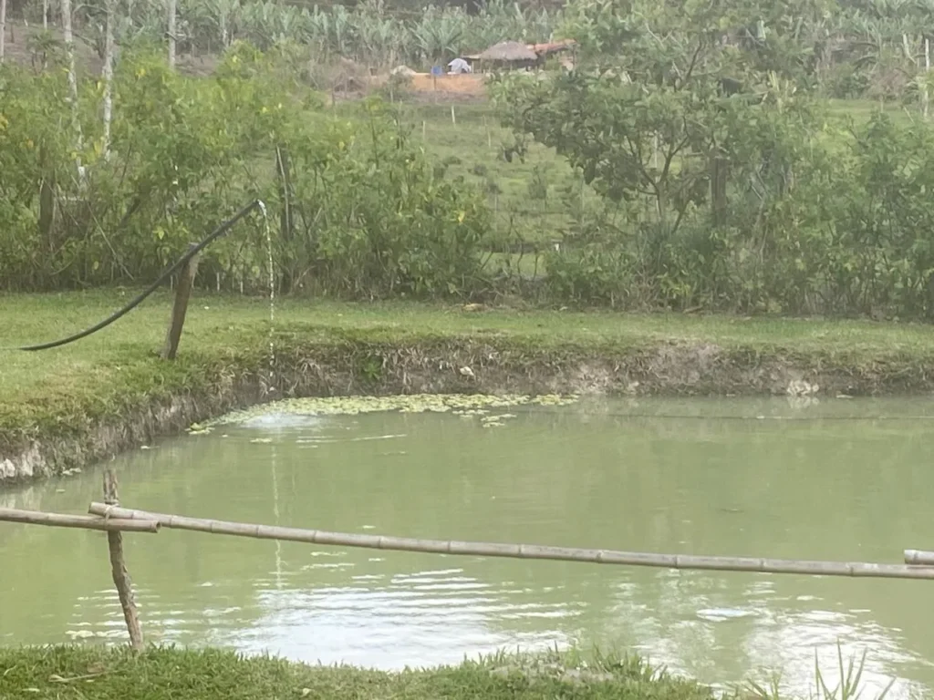 Sítio de 40.000 m² com casa nova e 2 açudes com peixes, foto 12