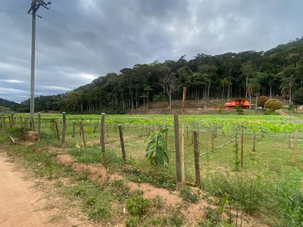 Sítio de 40.000 m² com casa nova e 2 açudes com peixes, foto 14