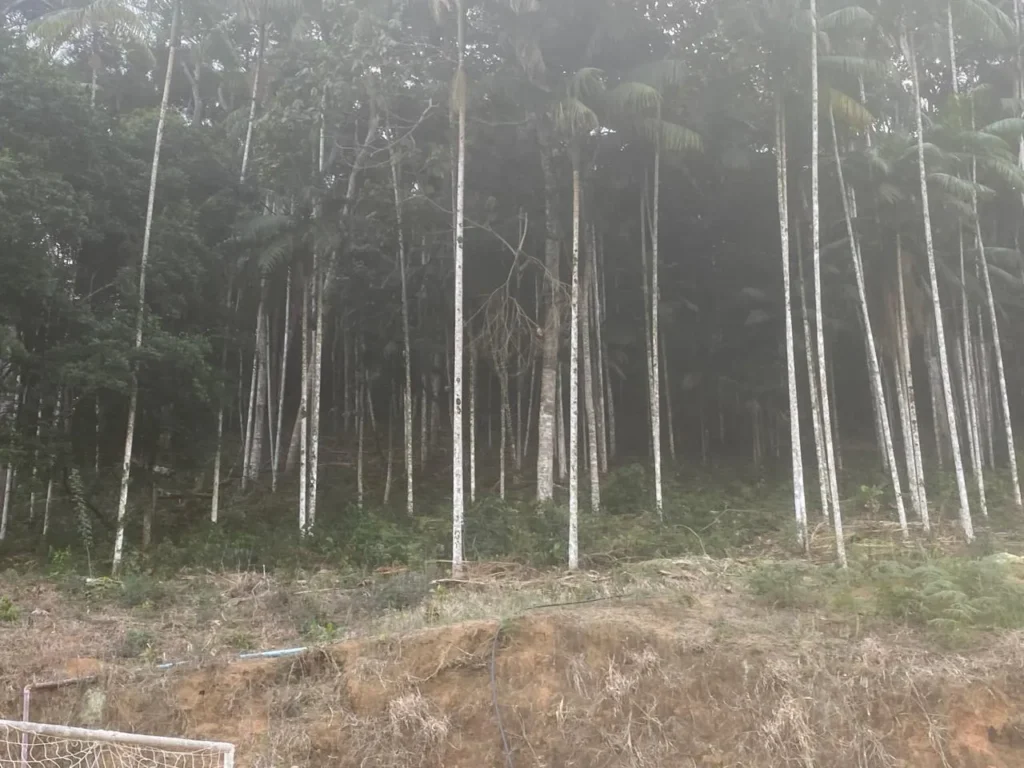 Sítio de 40.000 m² com casa nova e 2 açudes com peixes, foto 15
