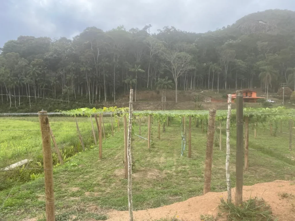Sítio de 40.000 m² com casa nova e 2 açudes com peixes, foto 18