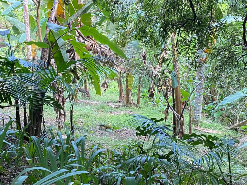 Sítio de 42.000 m² com reserva florestal, perto do centro