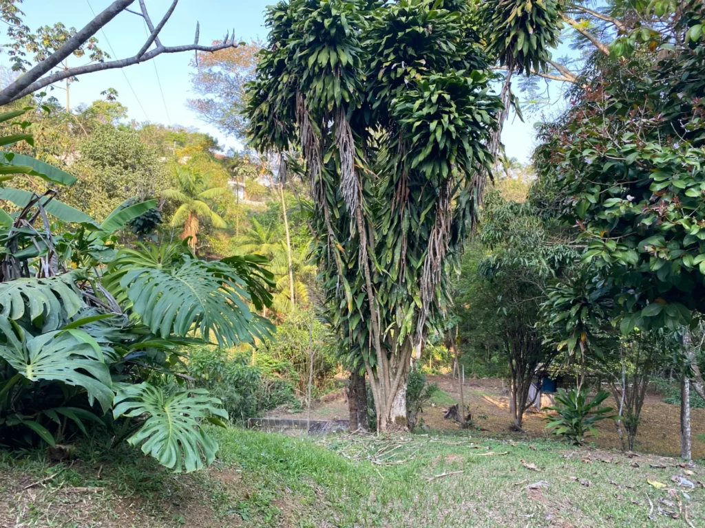 Sítio de 42.000 m² com reserva florestal, perto do centro, foto 5