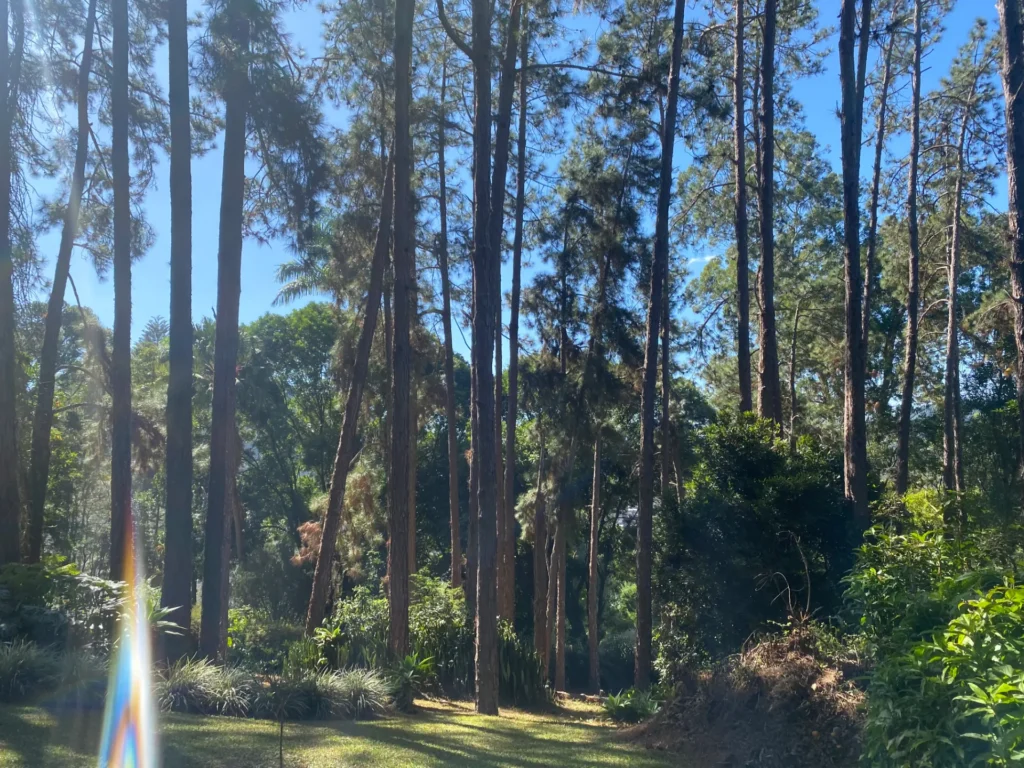 Sítio de 5,5 alqueires em Banquete com piscina, sauna e chalé, foto 27