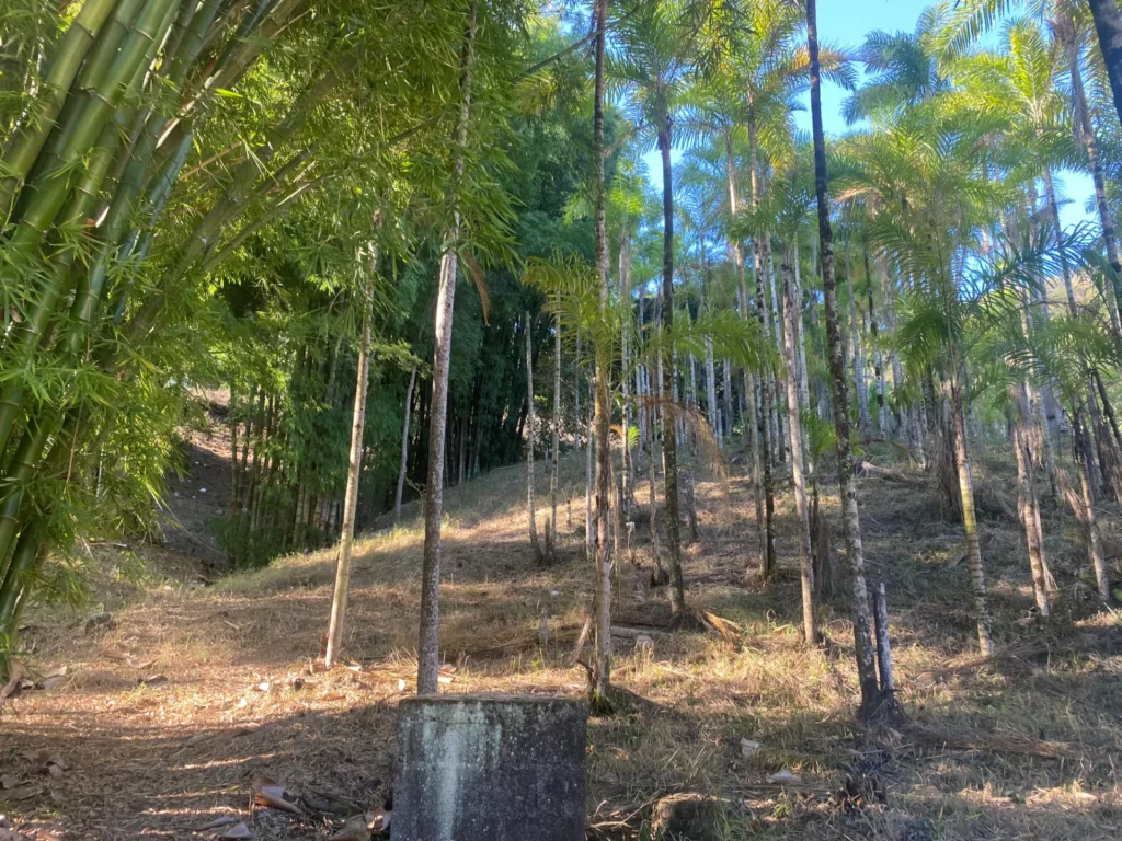 Sítio de 90.000 m² com galpão industrial e acesso asfaltado, foto 6