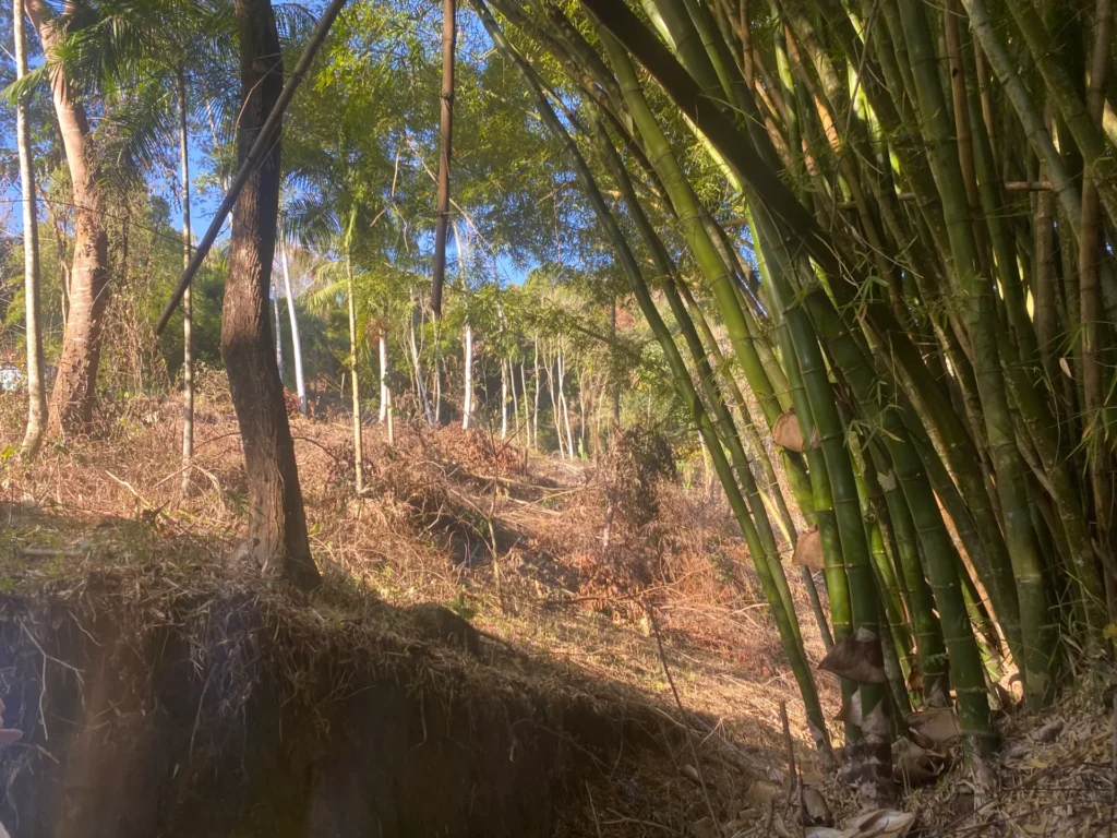 Sítio de 90.000 m² com galpão industrial e acesso asfaltado, foto 7
