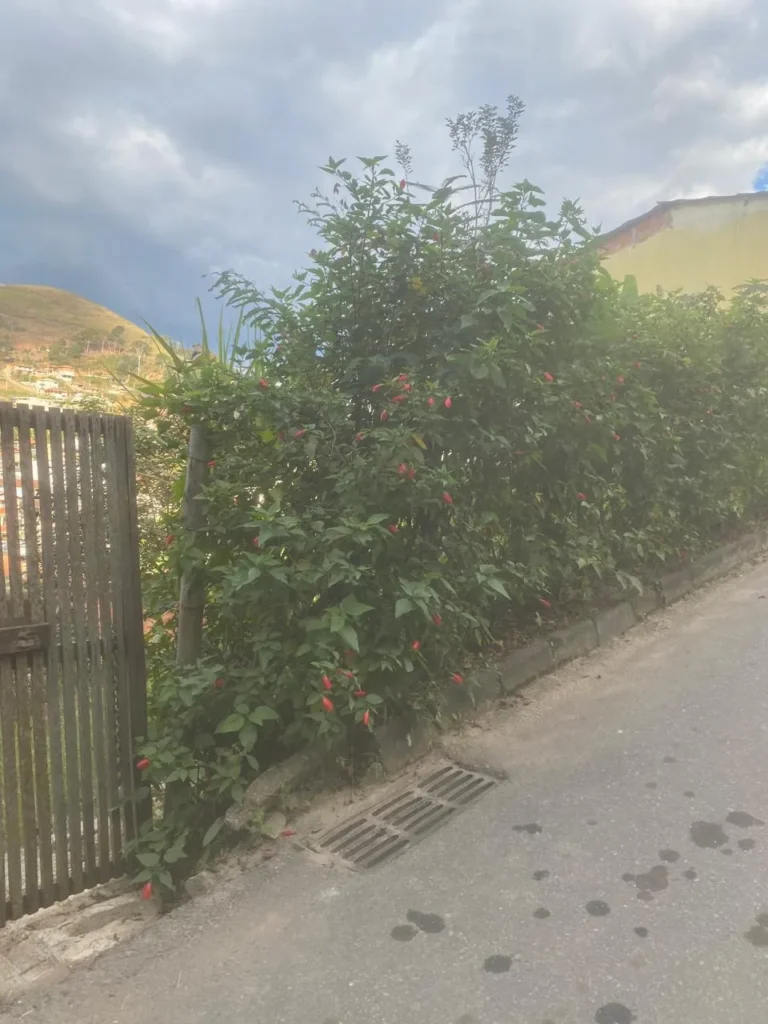 Terreno de 1.500 m² com casa de 2 quartos e poço artesiano, foto 2