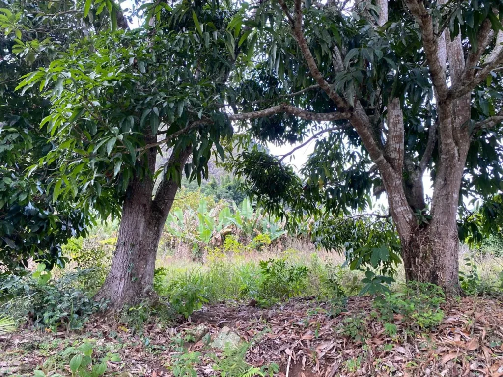 Terreno rural de 3.441 m² em Barra Alegre, com ótimo visual