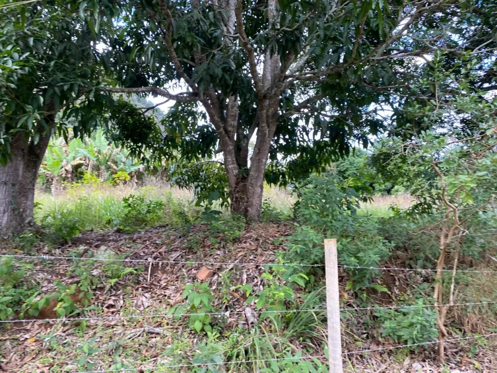 Terreno rural de 3.441 m² em Barra Alegre, com ótimo visual, foto 10