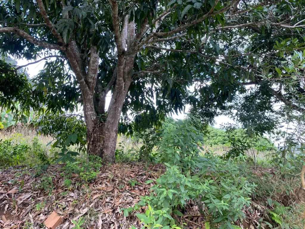 Terreno rural de 3.441 m² em Barra Alegre, com ótimo visual, foto 11