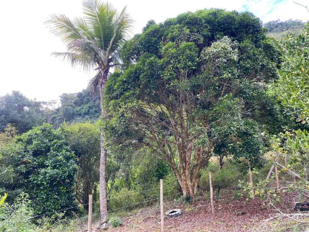 Terreno rural de 3.441 m² em Barra Alegre, com ótimo visual, foto 12
