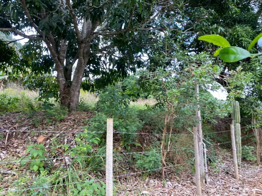 Terreno rural de 3.441 m² em Barra Alegre, com ótimo visual, foto 3