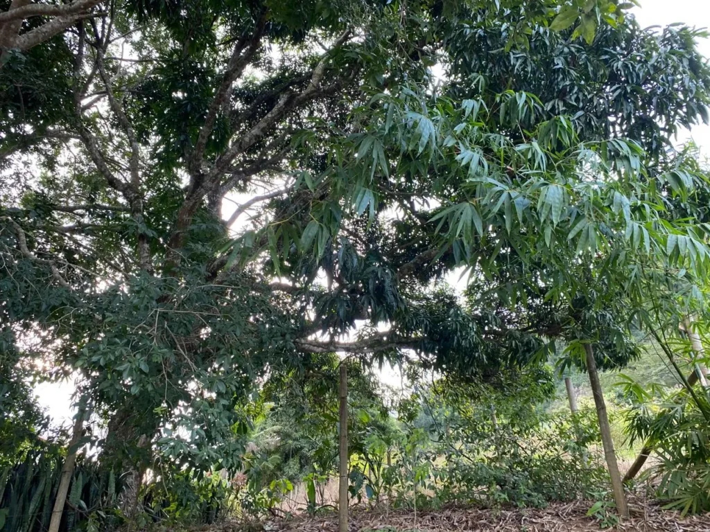 Terreno rural de 3.441 m² em Barra Alegre, com ótimo visual, foto 5