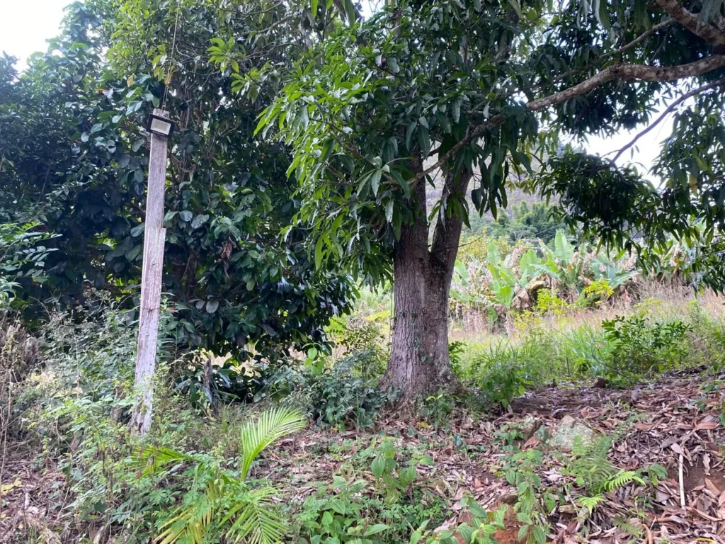 Terreno rural de 3.441 m² em Barra Alegre, com ótimo visual, foto 6